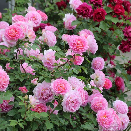 Imported Climbing Rose Flower Plant (Pack of 1 Plant)