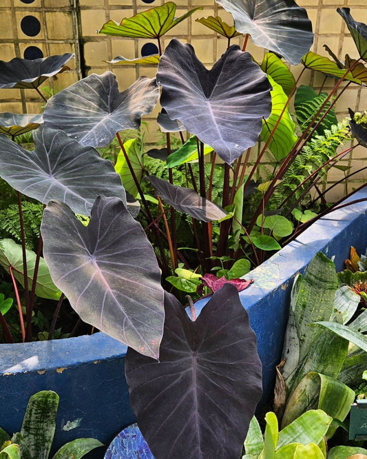 Alocasia Mix Bulbs – Pack of 5 Premium Bulbs