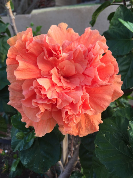 Hibiscus Flower Plant (Gudhal) Live Plant – Pack of 1 Healthy Plant | Flowering Ornamental Plant