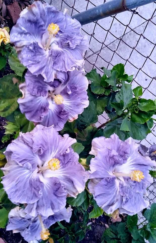 Hibiscus Flower Plant (Gudhal) Live Plant – Pack of 1 Healthy Plant | Easy to Grow | Flowering Ornamental Plant