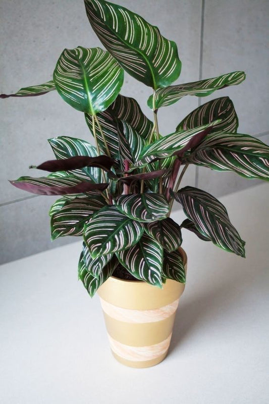 Calathea Pinstripe Indoor Plant (Imported)