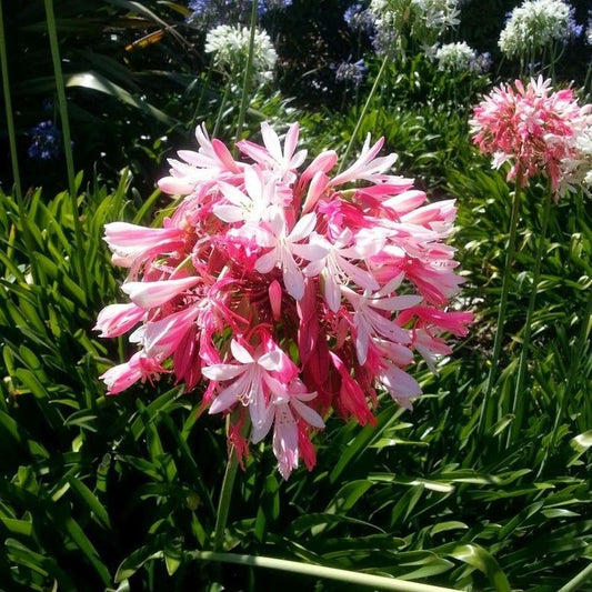 Imported Agapanthus Flower Bulbs (Pack of 5 Bulbs) – Premium Blue Lily of the Nile Flowering Bulbs