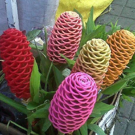 Colorful ginger flowers in a box on a brick pavement