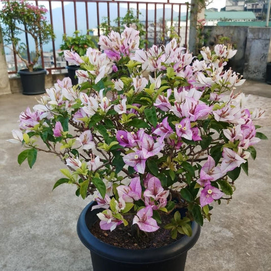 Bougainvillea Plant Pack of 1 | Live Flowering Plant for Home Garden