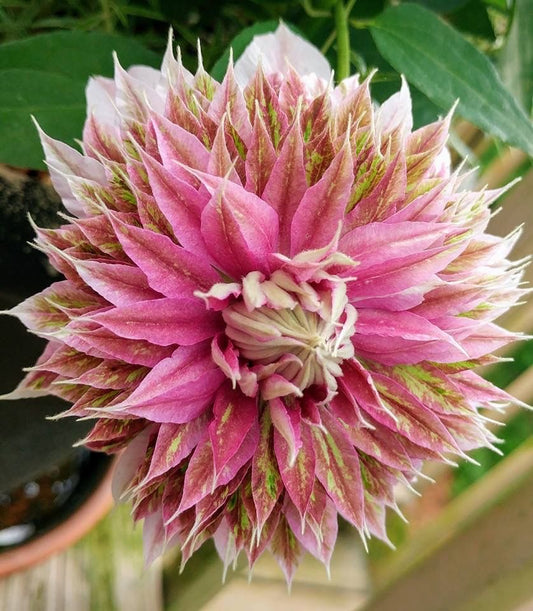 Clematis Flowering Climber Plant – Multi-Colored Blooming Vine for Trellis, Fence & Pergola