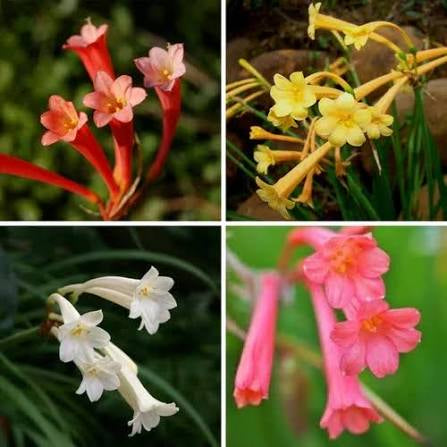 Ifafa Lily Flower Bulbs Pack of 10 Bulbs | Exotic Blooming Lily Bulbs for Home Garden