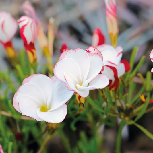 Imported Oxalis Flower Bulbs Pack of 10 Bulbs