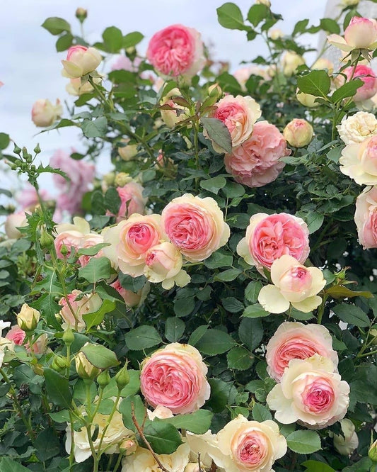 Imported English Rose Plant Pack of 1