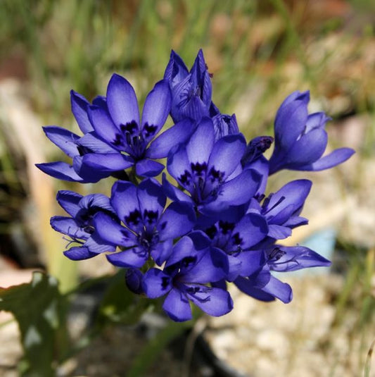 Imported African Lily Ixia Flower Bulbs