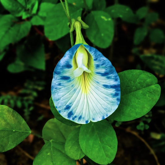Live Aparajita Flower Plant (Pack of 1)