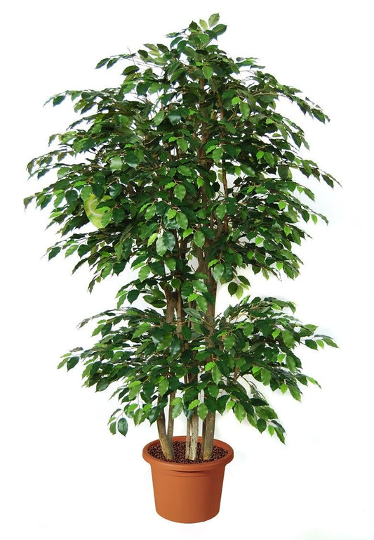 Elegant Indoor China Doll Plant (3 Feet, Live Plant)