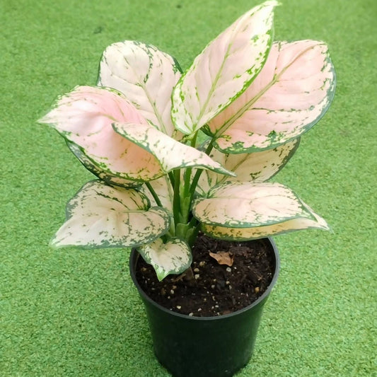 Aglaonema Live Indoor Plant (Pack of 1) – Low-Maintenance Chinese Evergreen