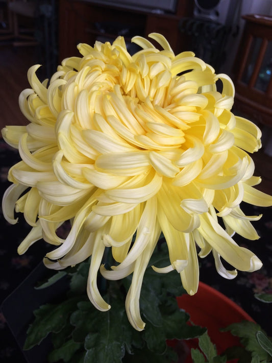 Imported Chrysanthemum Flower Seeds (70–80 Seeds) | Blooming Garden Flower Seeds