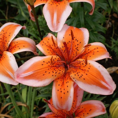 Tiger Lily Flower Bulbs Pack of 2 | Exotic Lilium Bulbs