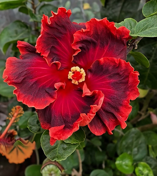 Imported Hibiscus Flower Plant – Pack of 1 Live Plant | Exotic Blooming Outdoor & Balcony Plant