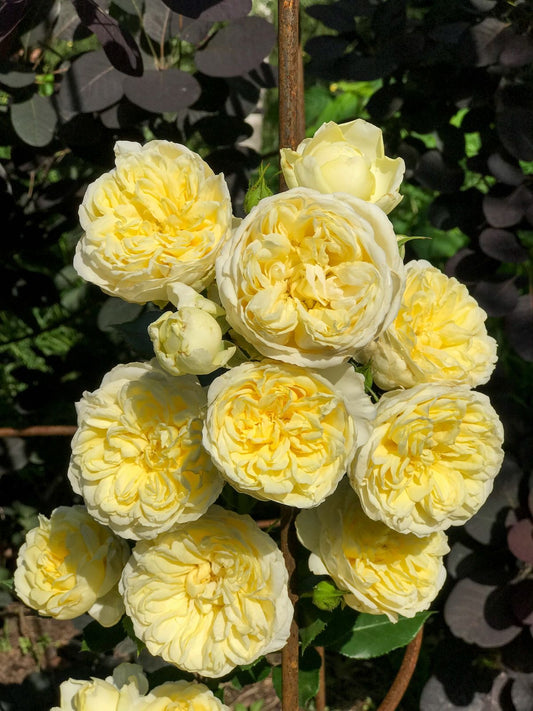 David Austin Rose Plant – Pack of 1 | Premium English Rose | Fragrant Flowering Plant