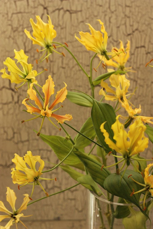 Glorious Lily Flower Bulbs Pack of 5 | Exotic Climbing Flame Lily Bulbs |