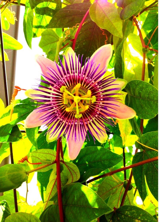 Imported Passion Flower Live Plant | Passiflora Climbing Vine | Pack of 1