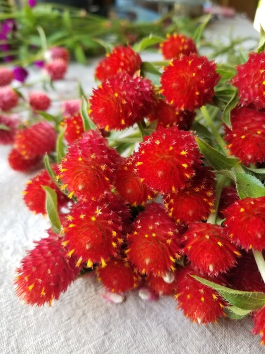 Gomphrena Strawberry Flower Seeds | Pack of 100 Premium Seeds |
