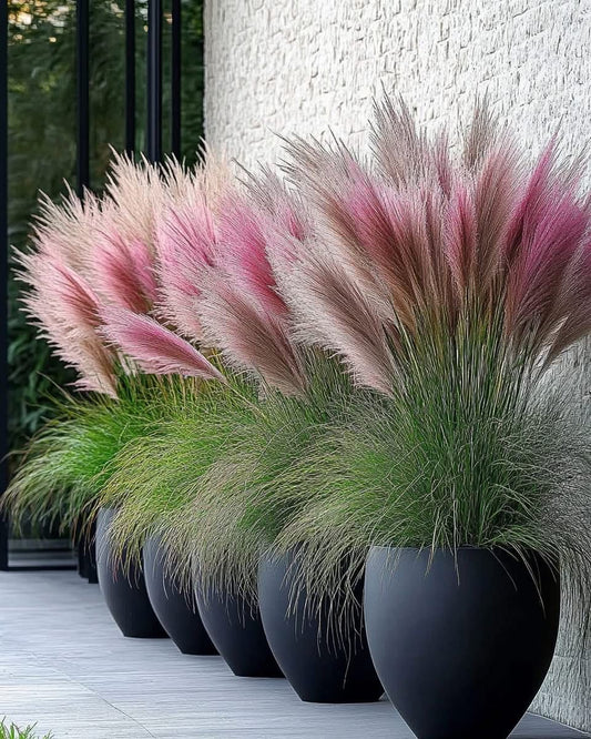 Pampas Grass Seeds | Pack of 100 Premium Ornamental Tall Grass Seeds |