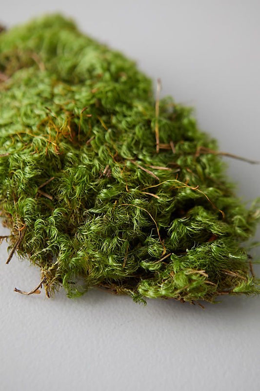 Fresh Moss Grass (Live Moss) – Natural Green Carpet Moss for Terrariums, Bonsai, Fairy Gardens & Home Decor