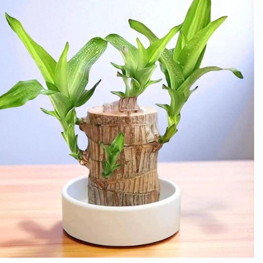 Brazilian Wood Plant (Lucky Wood) – Live Indoor Plant Pack of 1
