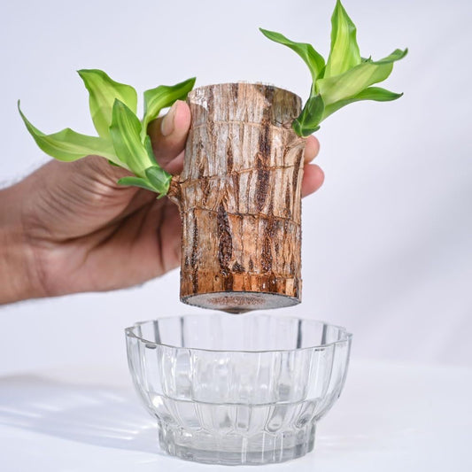 Brazilian Wood Plant (Lucky Wood) – Live Indoor Plant Pack of 1