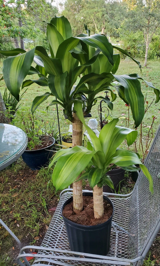 Brazilian Wood Plant – 3 Plants in One Pot (2 Feet Tall) | Live Indoor Lucky Plant