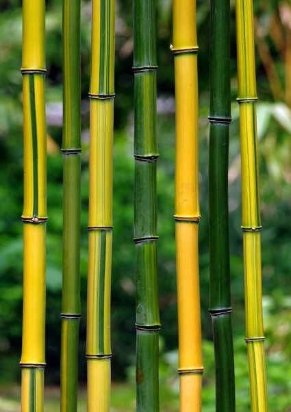 Bamboo Seeds Pack of 50–70 Seeds | Fast Growing Ornamental & Garden Plant Seeds