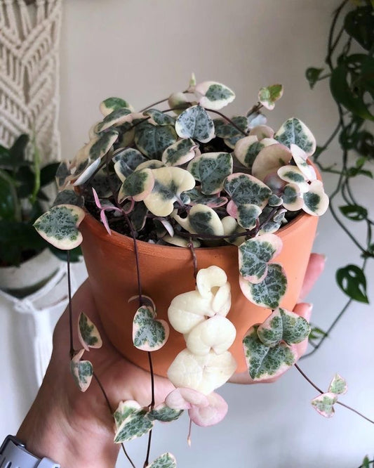 Variegated String of Hearts Live Plant – Pack of 1 | Rare Trailing Indoor Succulent