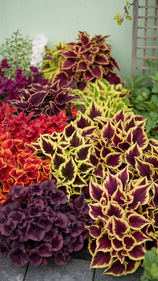 Coleus Flower Seeds ( 100 Seeds)