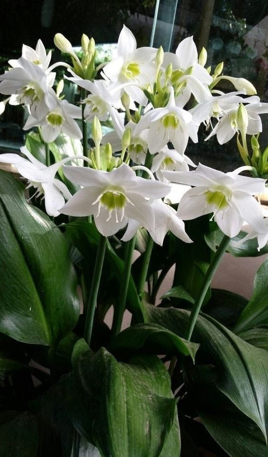 Eucharis Amazon Lily Flower Bulbs | White Fragrant Flowering Bulbs for Home Garden