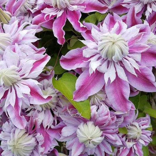 Imported Clematis Double Flower Rhizomes Pack 1