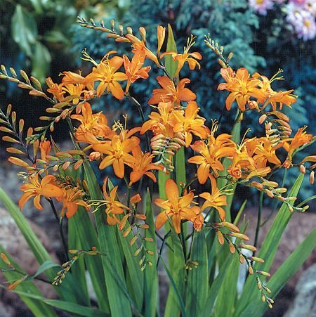 Orange flowers with green leaves against a natural background