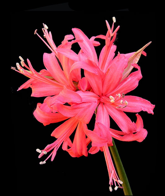 Pink Belladonna Lily BulbsFlower For Decurate