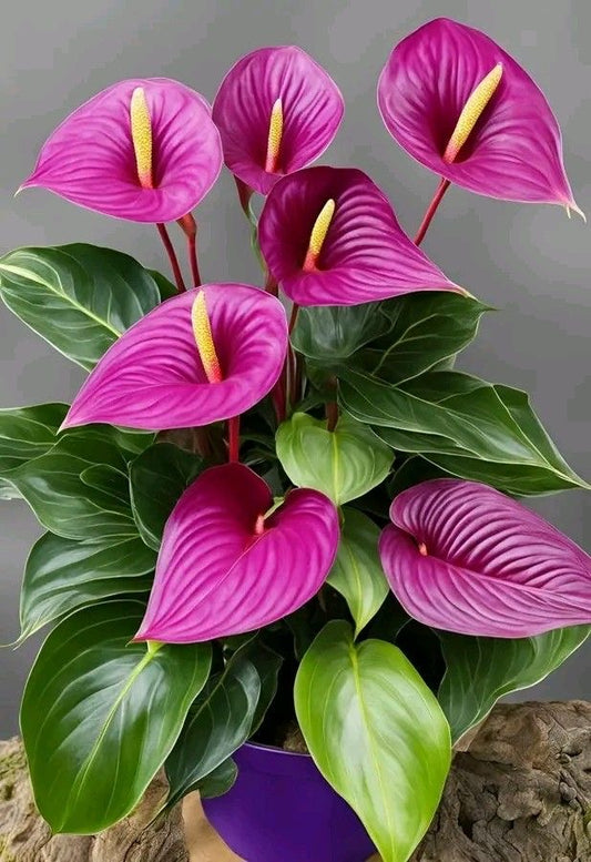 Potted Anthurium plant with bright pink flowers and green leaves on a neutral background
