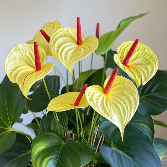 Potted Anthurium plant with bright yellow leaves and red spathes on a neutral background