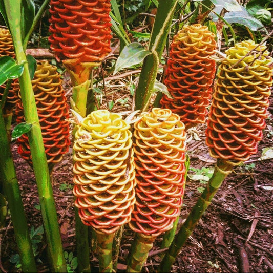 Tropical plants with orange and yellow spiky flowers in a natural setting.