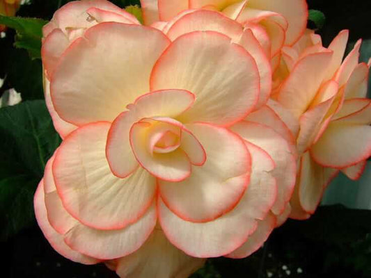 Begonia Double Imported Flower Bulbs (Orange/White) premium imported gardening product