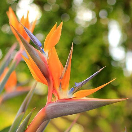 Bird of Paradise Flower Bulbs Pack of 2 Bulbs – Exotic Tropical Blooming Plant