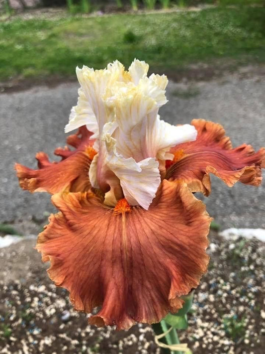 Imported Bearded Iris Flower Bulbs (Rhizomes) Pack of 2 Bulbs