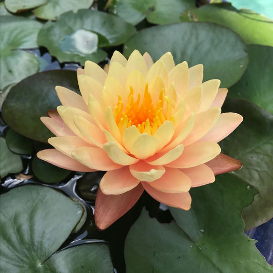 Yellow water lily flower with green leaves in a pond