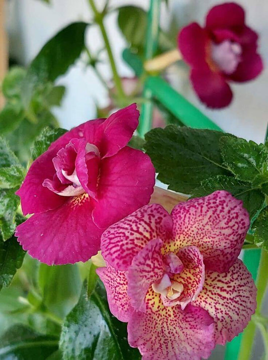 Achimenes Double Imported Flower Bulbs (Wine House)