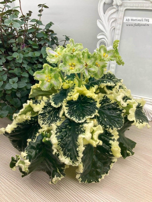 african violet (Saintpaulia) indoor flowering plant, home office, India