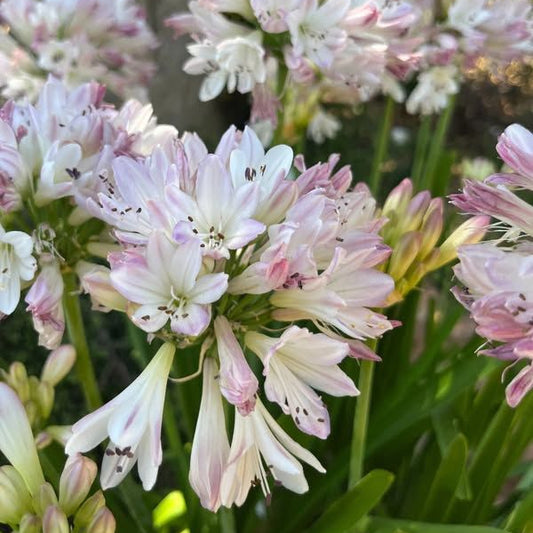 agapanthus african lily blue flower bulbs for home garden