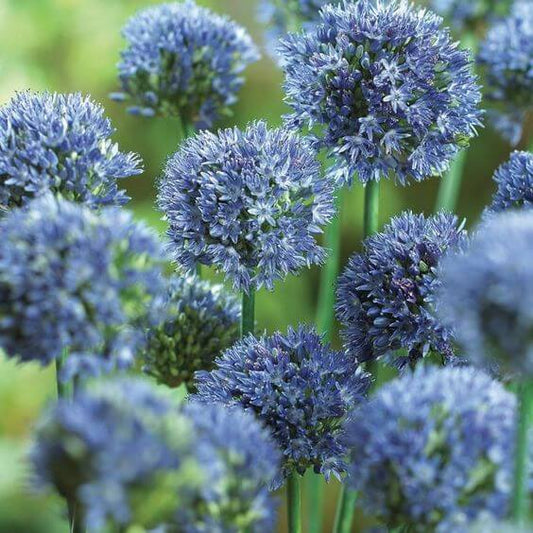 Allium Blue Imported Flower Bulbs