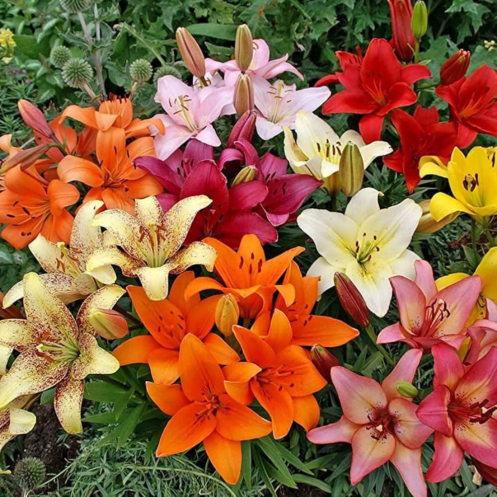 asiatic lily flowering season in india Multicolor Asiatic Lily Bulbs - Premium Summer Blooms