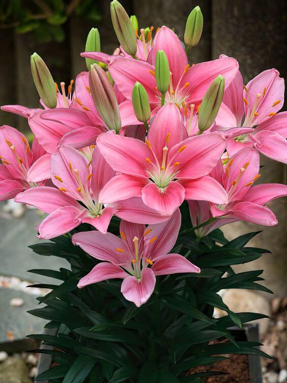 lily asiatic pink Buy Asiatic lily Lilium Imported Flower Bulbs Pink| Premium Imported Flower Bulbs – Radhakrishnaagriculture