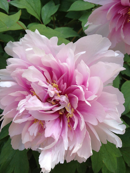 light purple peony flowers blooming ornamental garden India