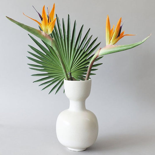 bird of paradise strelitzia exotic tropical flower bloom garden India